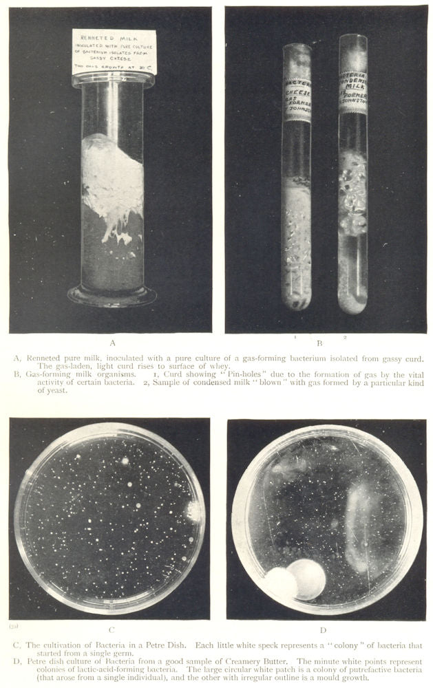 DAIRY BACTERIOLOGY. Renneted pure milk. Gas-forming organisms; Bacteria 1912